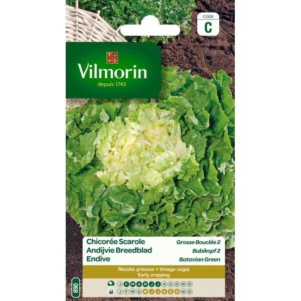 Andijvie Breedblad Grosse Bouclée 2 1 Andijvie Breedblad Grosse Bouclée 2