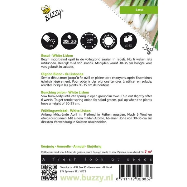 Bosuien White Lisbon - Allium Cepa 2 Bosuien White Lisbon - Allium Cepa - Afbeelding 2