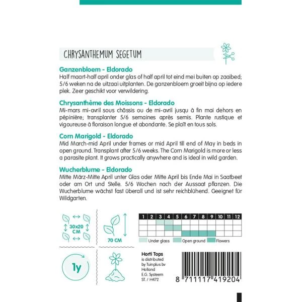 Gekroonde Ganzenbloem - Chrysanthemum Segetum 2 Gekroonde Ganzenbloem - Chrysanthemum Segetum - Afbeelding 2