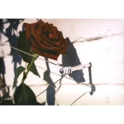 Geleidingssysteem Voor Klimplanten Palissa 5 Geleidingssysteem Voor Klimplanten Palissa -Cramer Verkoop geleidingssysteem voor klimplanten 1601382137 3 600