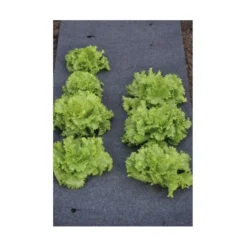 Gronddoek Vilt Met Openingen Voor Sla En Bonen - 60 Cm × 5 M -Cramer Verkoop gronddoek voor sla en bonen 60 cm x 5 m 1513845998 3 600