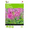 Kattensnor Rose Queen - Cleome Spinosa