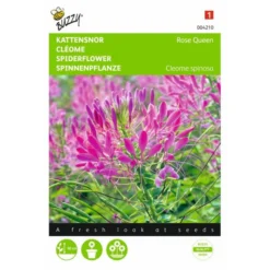 Kattensnor Rose Queen - Cleome Spinosa