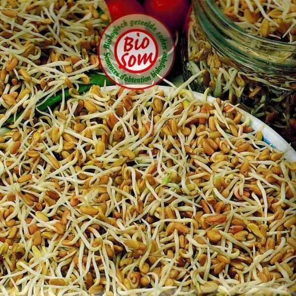 Kiemen Fenegriek - BIO 1 Kiemen Fenegriek - BIO