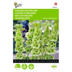 Klokken Van Ierland - Molucella Laevis