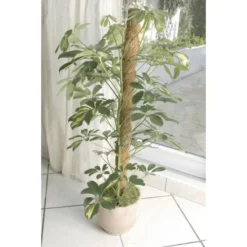 Kokos Kamerplantensteun - Plantstok Ø45 Mm × 1 M 6 Kokos Kamerplantensteun - Plantstok Ø45 Mm × 1 M -Cramer Verkoop kokos plantensteun 45 mm x 1 m 1622717806 3 600