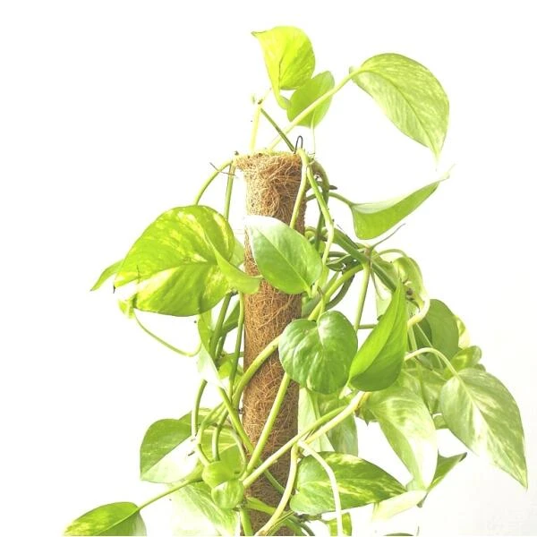 Kokos Kamerplantensteun - Plantstok Ø 45 Mm × 1,5 M 4 Kokos Kamerplantensteun - Plantstok Ø 45 Mm × 1,5 M - Afbeelding 4