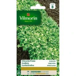 Krulandijvie Altijd Witte