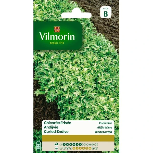 Krulandijvie Altijd Witte 1 Krulandijvie Altijd Witte