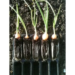 Kweektray Compact Rapid Root - 20 Cellen -Cramer Verkoop kweektray rapid root 20 cellen 1487680721 0 600