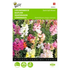 Leeuwenbekje - Antirrhinum Majus Nanum