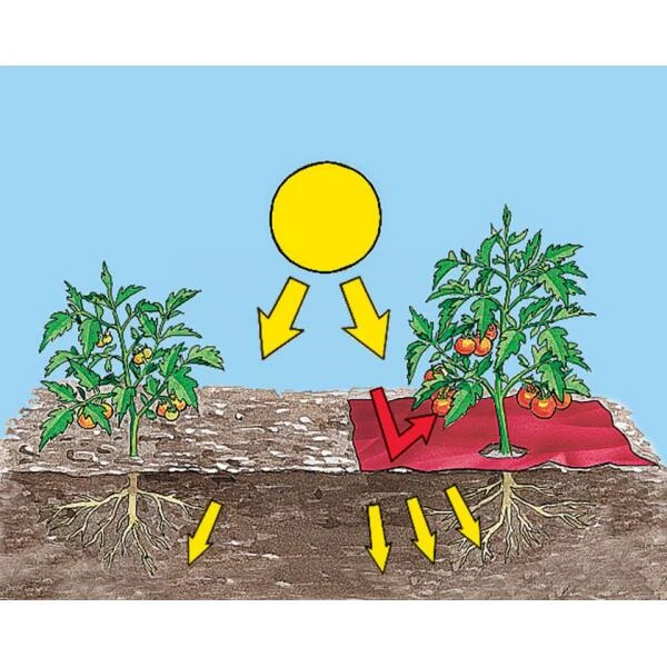 Rode Folie Voor Een Betere Plantengroei 2 Rode Folie Voor Een Betere Plantengroei - Afbeelding 2