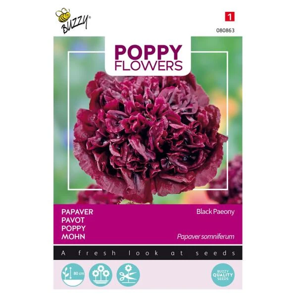 Papaver Black Paeony 1 Papaver Black Paeony