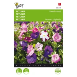 Petunia - Petunia Nana Compacta