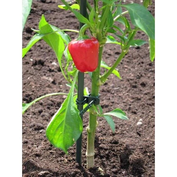 Plantenbinder - Rubber 18 Cm Groen - Set Van 15 Stuks 3 Plantenbinder - Rubber 18 Cm Groen - Set Van 15 Stuks - Afbeelding 3