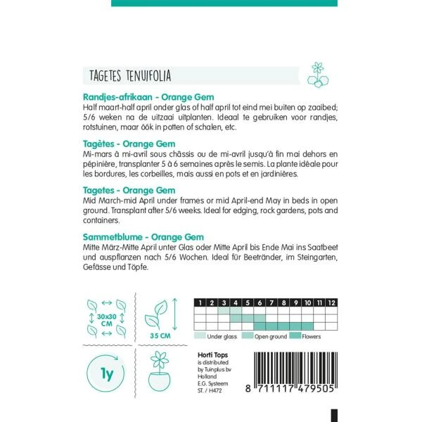 Randjes Afrikaan - Tagetes Tenuifolia - Afbeelding 2