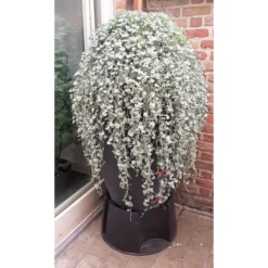 Regenton Antraciet - 360 Liter -Cramer Verkoop regenton antraciet 360 liter 1566069314 1 600