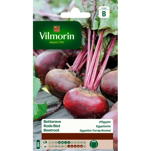 Rode Biet Egyptische 1 Rode Biet Egyptische