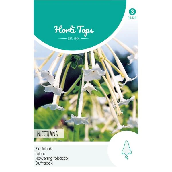 Siertabak - Nicotiana Sylvestris 1 Siertabak - Nicotiana Sylvestris