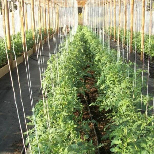 Tomatenkoorden - Tomatentouwen 220 Cm - Set Van 100 Stuks 1 Tomatenkoorden - Tomatentouwen 220 Cm - Set Van 100 Stuks