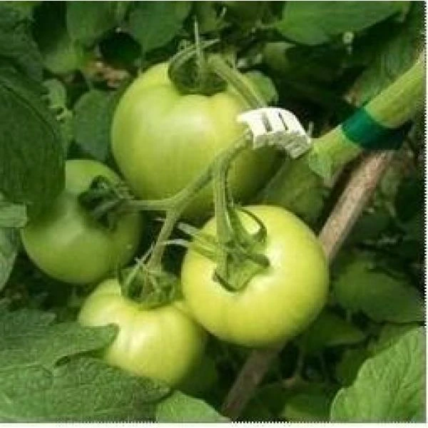 Tomaten Trossteun Wit - Set Van 100 Stuks 4 Tomaten Trossteun Wit - Set Van 100 Stuks - Afbeelding 4