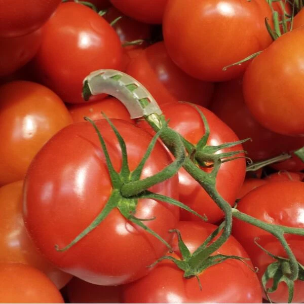 Tomaten Trossteun Wit - Set Van 100 Stuks 6 Tomaten Trossteun Wit - Set Van 100 Stuks - Afbeelding 6