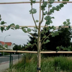 Tree-fix Boombinder 8 Cm - Set Van 50 Stuks -Cramer Verkoop treefix boombinder 8 cm 1547134388 1 600