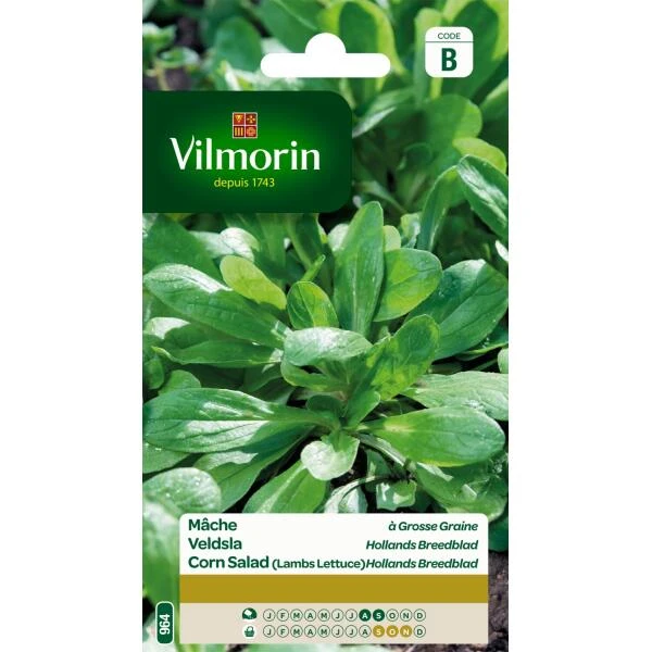 Veldsla Hollands Breedblad 1 Veldsla Hollands Breedblad