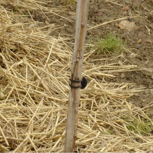 Vigne-fix 11 Cm Plantenbinder - 500 G 2 Vigne-fix 11 Cm Plantenbinder - 500 G - Afbeelding 2