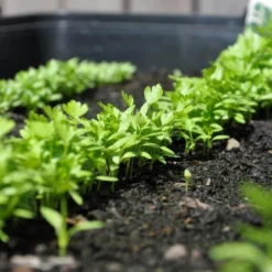 Zaaibak Zwart 57 × 42 × 8 Cm -Cramer Verkoop zwarte zaaibak 55 x 40 x 8 cm 1484055699 5 600