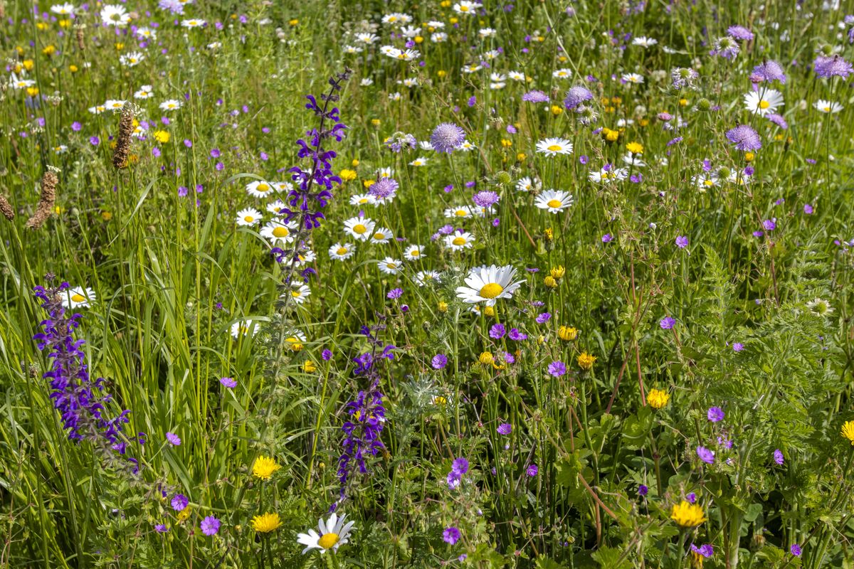 Voorkant -Cramer Verkoop Bijenmengsel Cruydthoeck